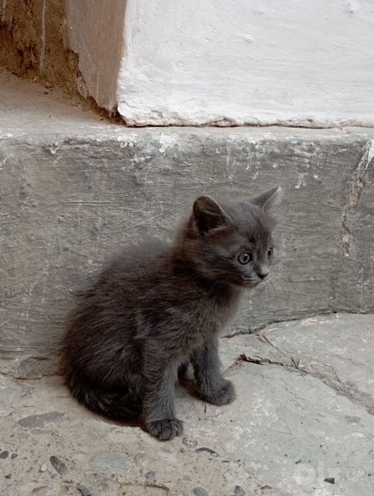 Mushuk bolasi sotiladi