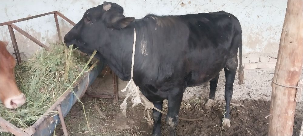 Ona bola sutlik sigirlar va hòkizlar bor