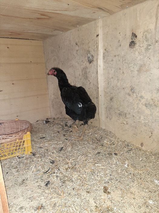 Курица куланги дакан