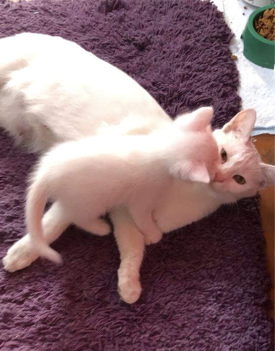 Продам очаровательных, милых котят