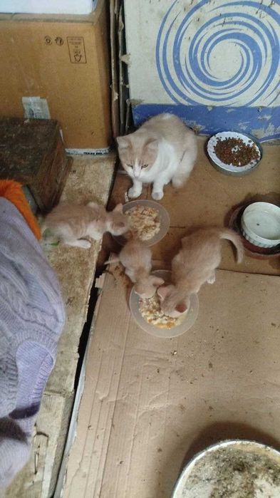 Подарявам 3 мъжки котенца