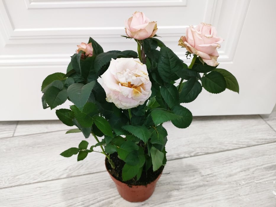 Комнатные растения. Доставка