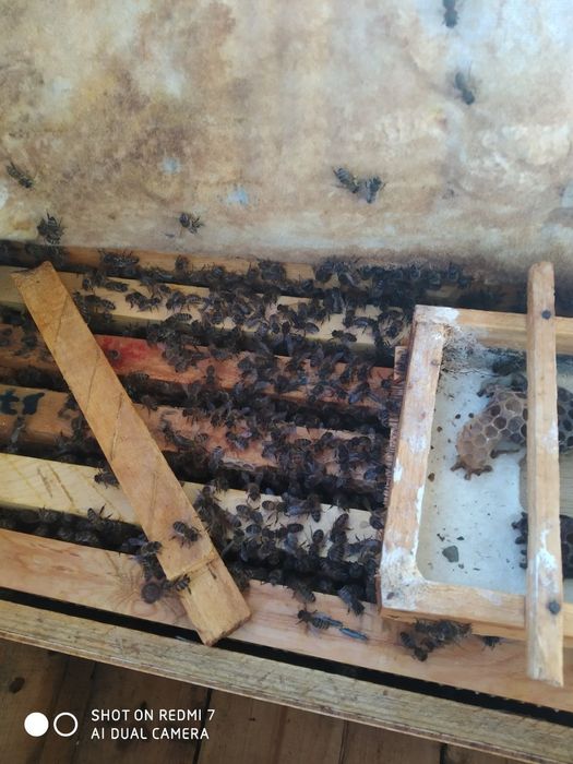 Asalari oilasi sotiladi 4_5_6ramka zoti karpat kardinka