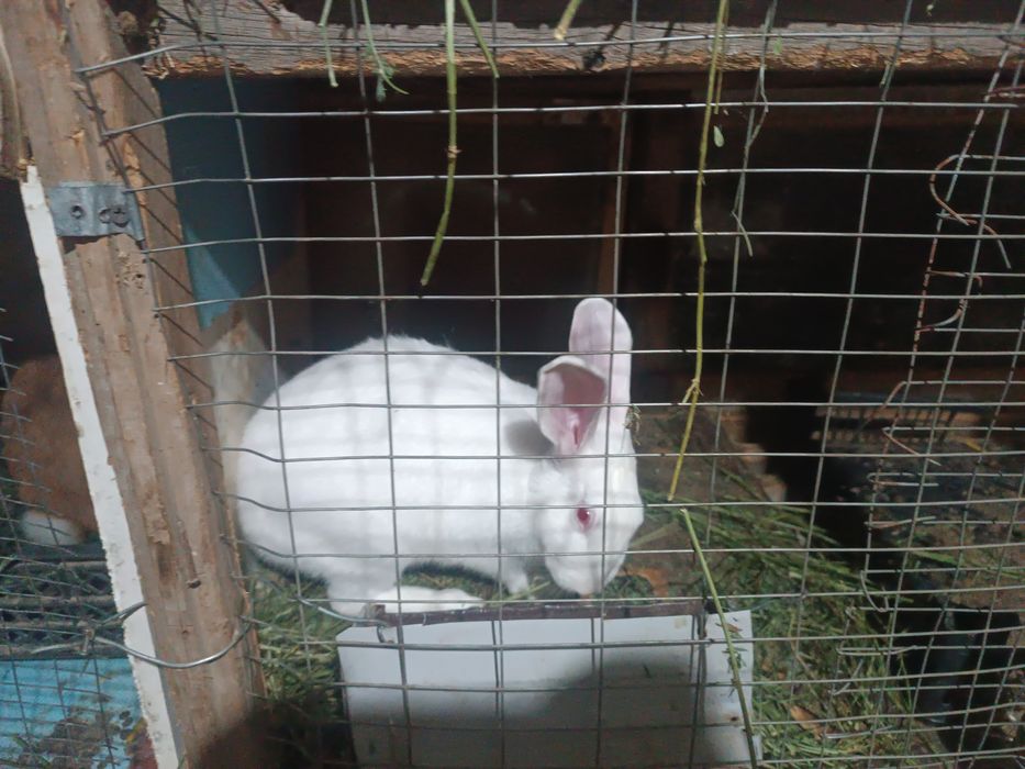 Hikol zotli quyonlar bollari sotiladi.