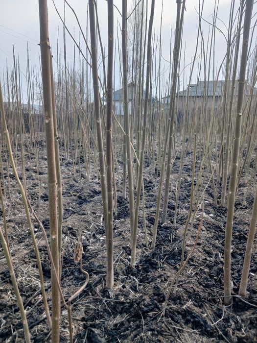 Pavlonya ko'chatlari sotiladi 100 dona olganga 10 ta qo'shib beriladi