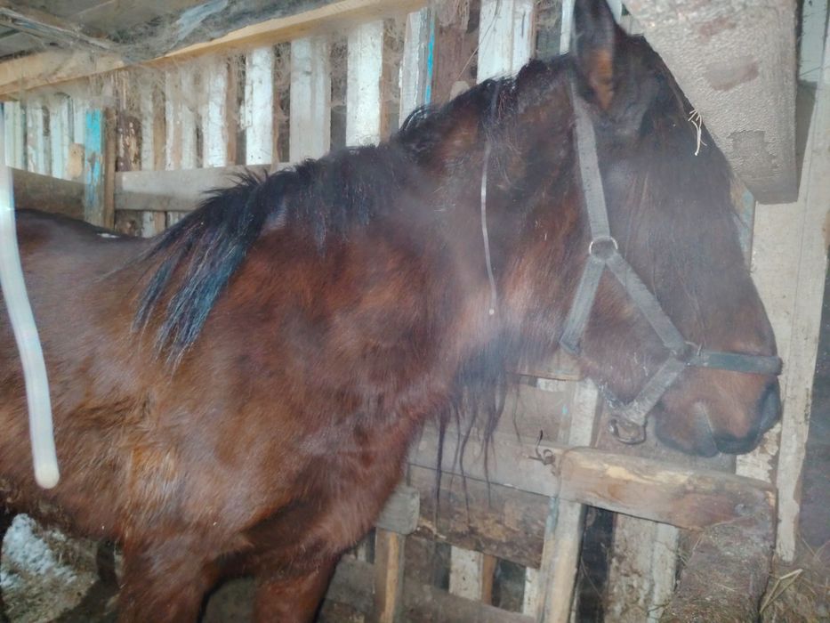 5 жасар кысыр бие, 2 ай жемде тур