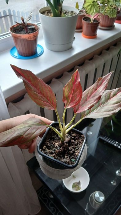 Комнатные цветы разные