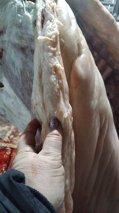 Семіз байталдар бар