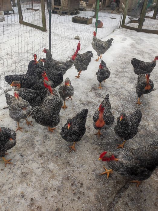 Vând puicuțe gât golaș