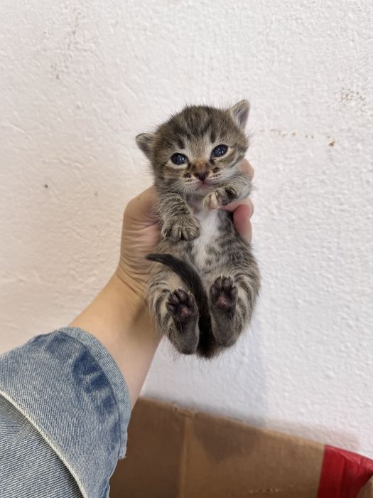 Котята полу сиамские
