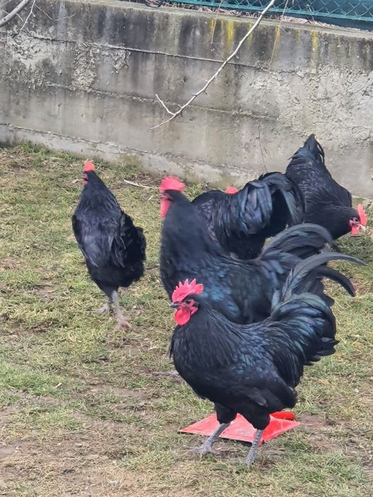 Austrolop Rasă PURĂ !