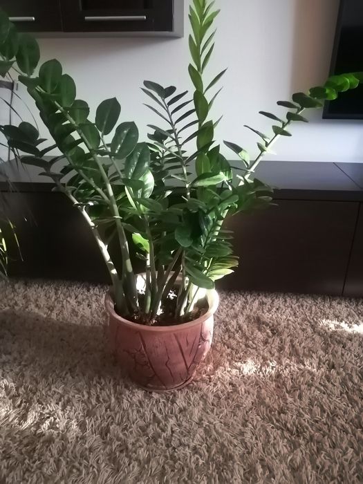 Замиакулькас продам