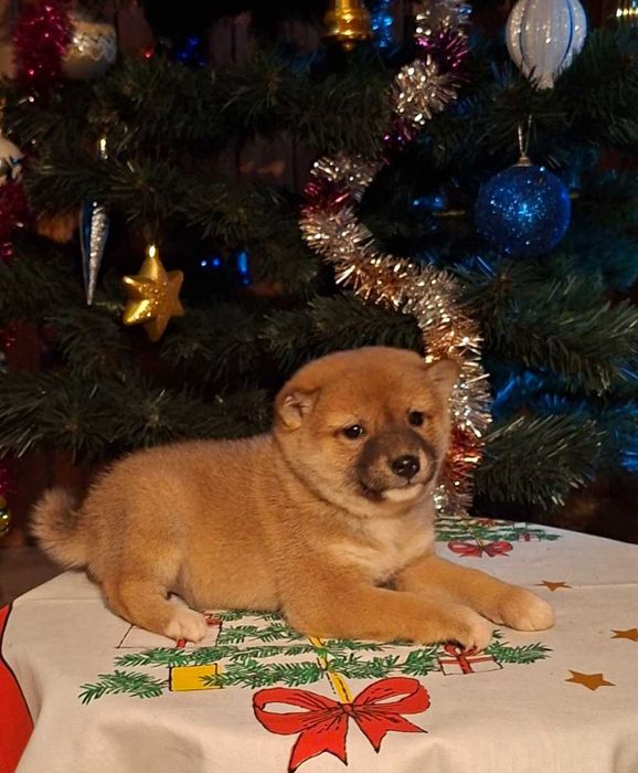 Шиба ину прекрасни кученца