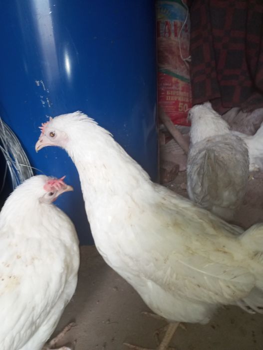 Несушки каралл срочно келісеміз 5еу бар