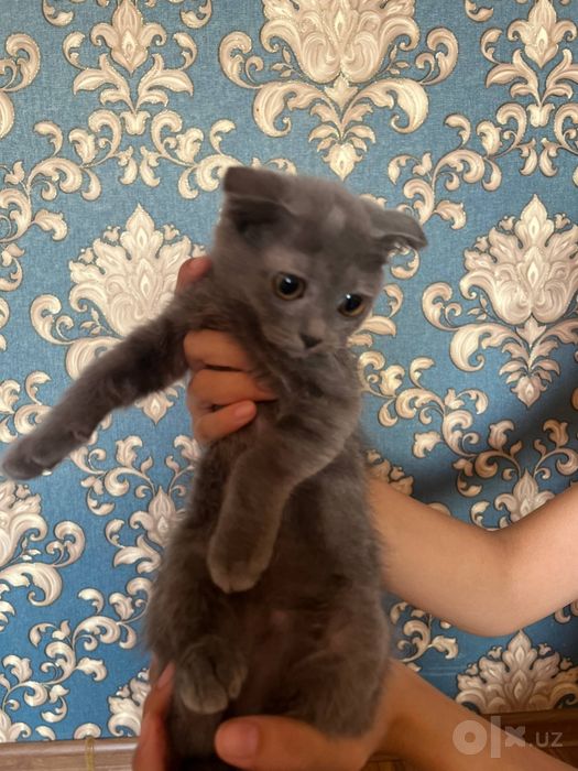 Котята скоттиш фолд