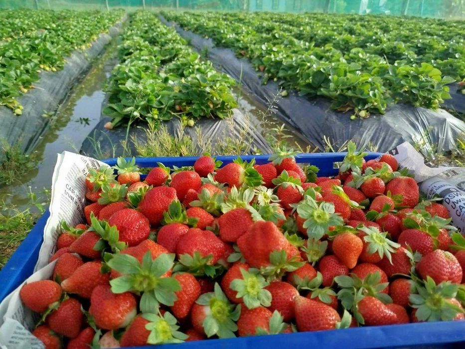 разсад За ягоди само сега при нас на промо цена 0.25 EUR