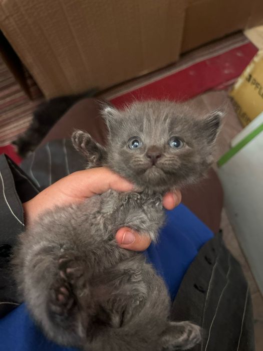 Отдадим котят в добрые руки
