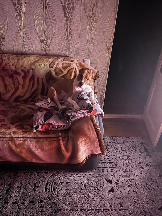 Продам щенка амстаффа