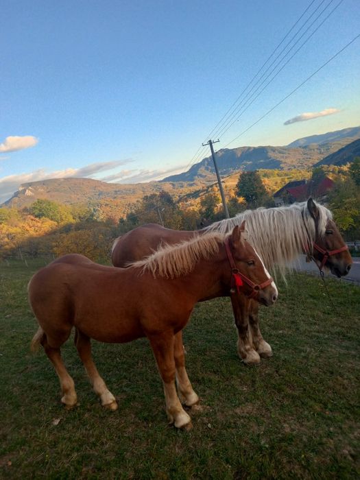 Vând armăsar de 9 luni