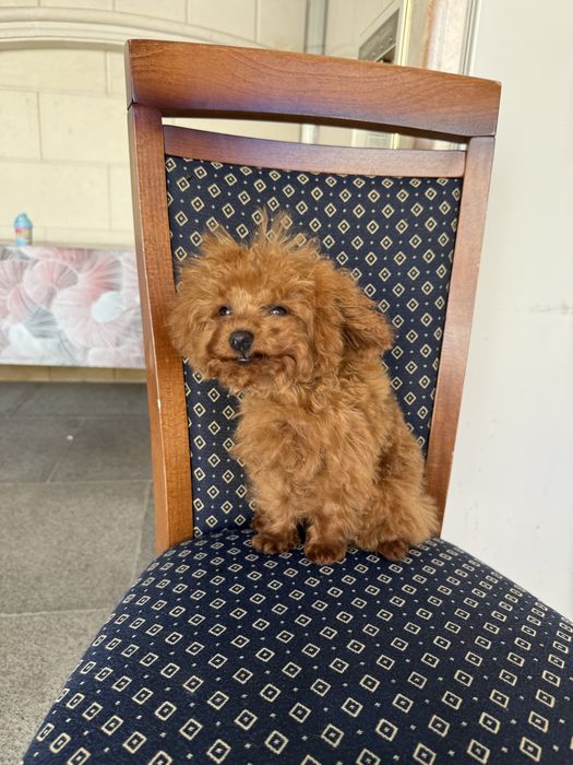 Teacup  Toy Poodle - той пудел тийкъп