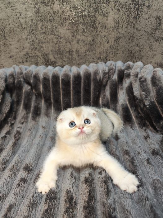 Pisoi Scottish Fold golden chinchilla