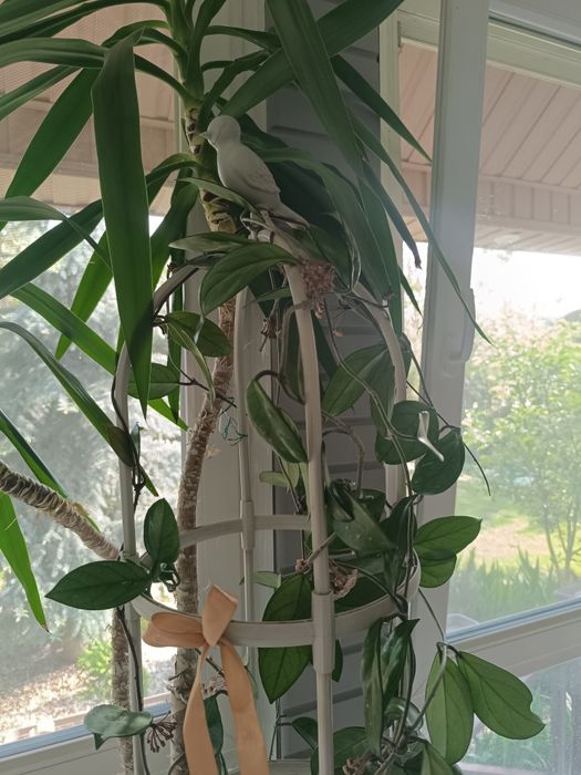 Пальма в компании с хойей.