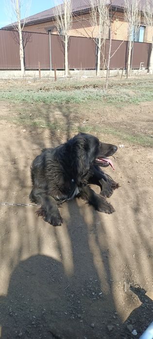 Отдам в хорошие руки