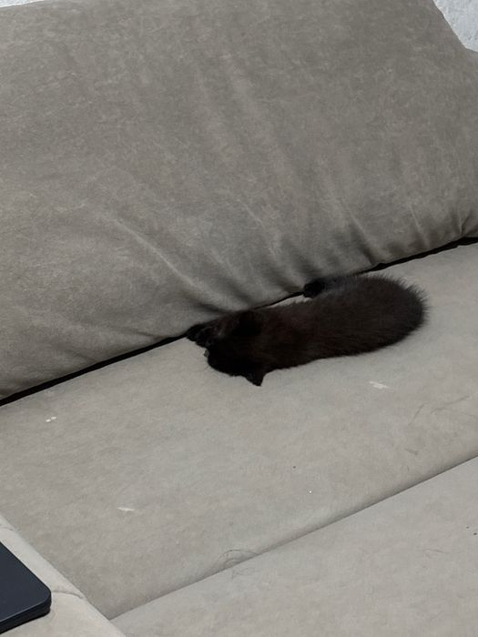 Шотландский котенок