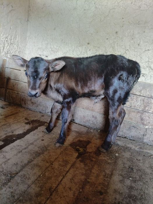 Бұзау сатылады...