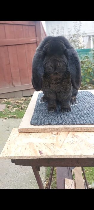 Iepuri Rasa Marele Berbec German