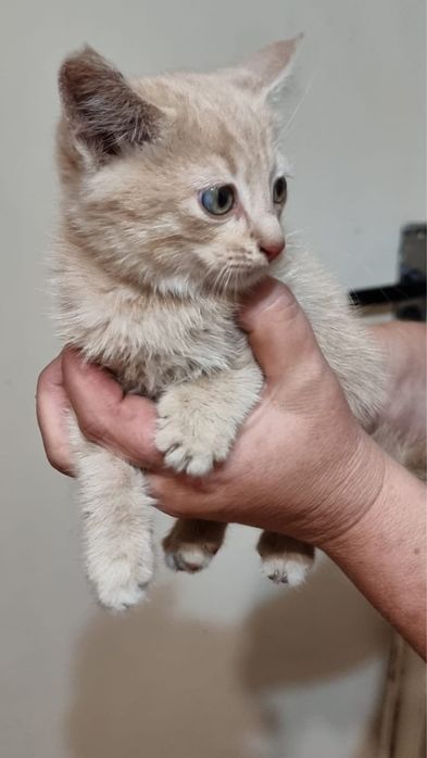 Котята отдадим в добрые руки
