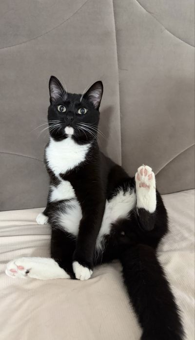 Кот в добрые руки