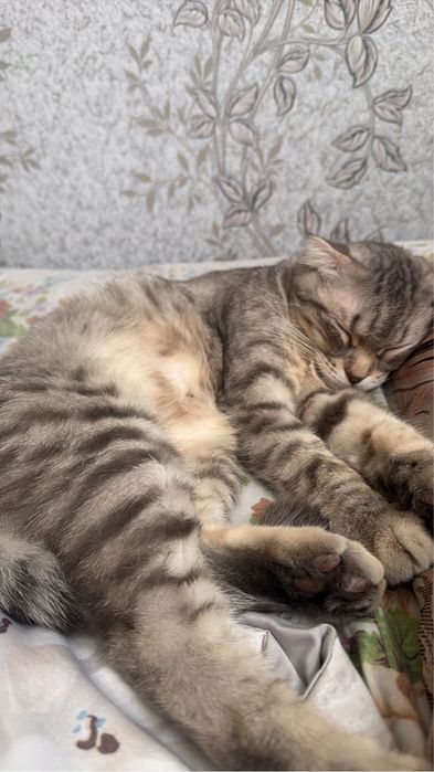 Кошка шотландская