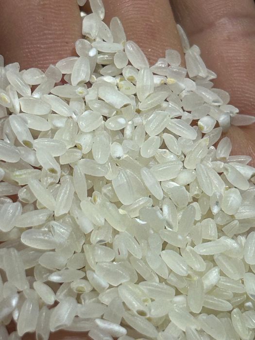 Кызылорда күріші