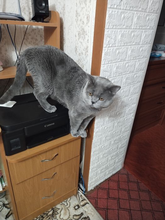 Кот вязка скотиш страйт.