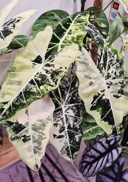 Молодые алоказии