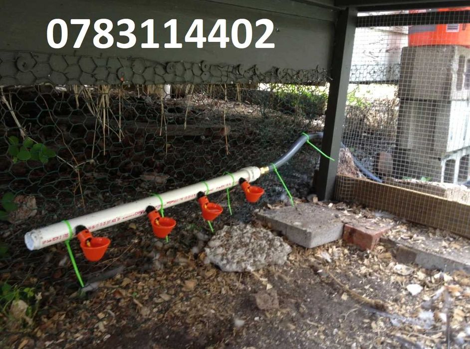 Gaini rate gaste prepelite porumbei curci fazani pasari-ADAPATORI - 6G ...