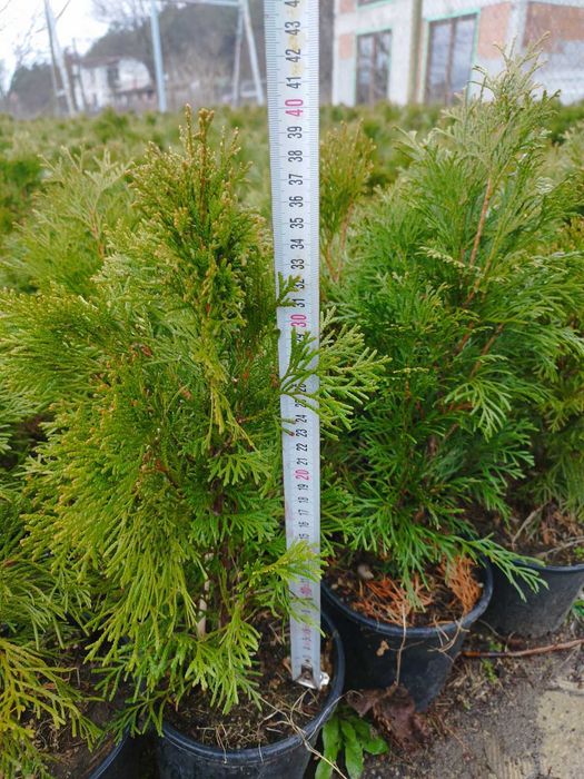 Туя Смарагд 40 см.