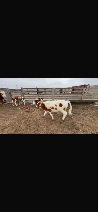 Сиыр қашар баспағымен