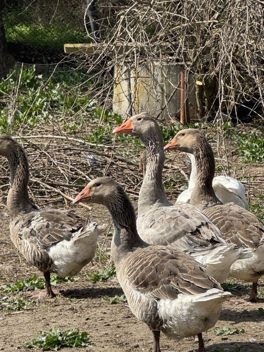 Продавам 10 броя домашни гъски