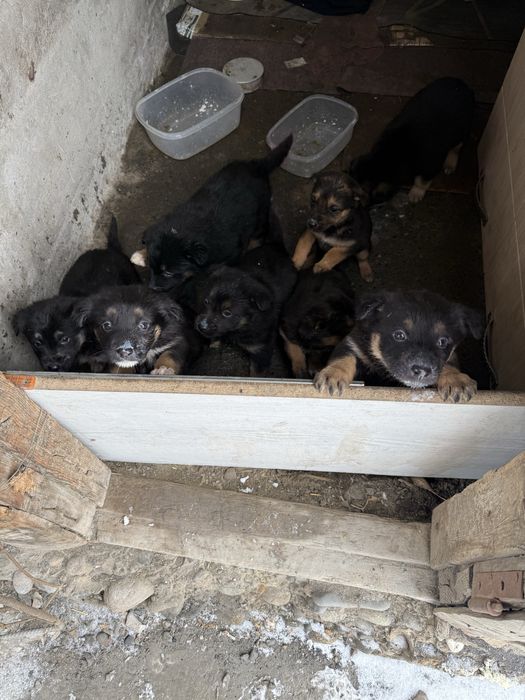 Отдам щенят мама немка