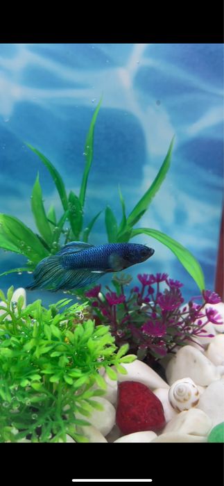 Аквариумные рыбки петушки