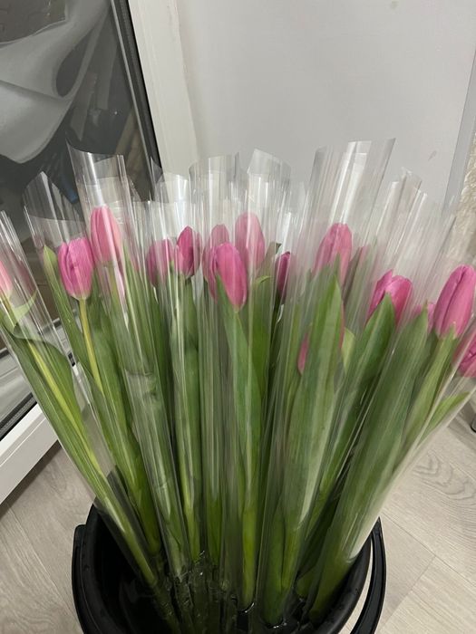 Свежие тюльпаны по 650