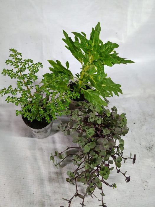 Продам цветы комнатные