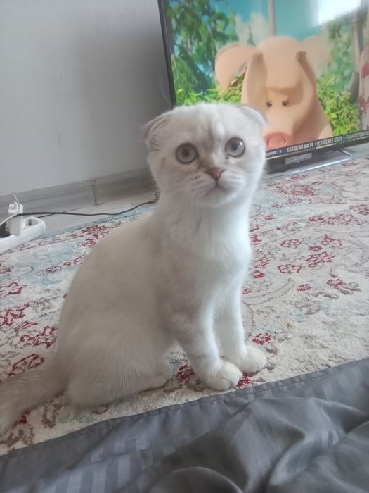 Котенок шотландский вислоухий девочка