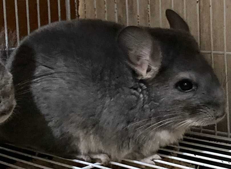 Шиншиллы(Diamond Chinchilla]