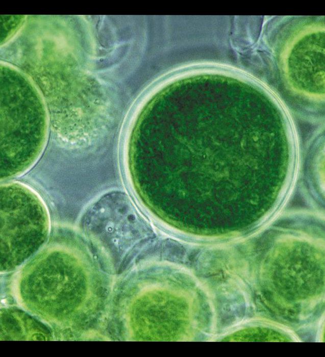 Хлорелла рыбоводство, животноводство, птицеводство, ростениеводство