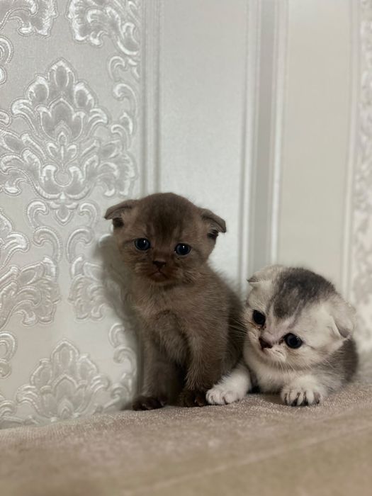 Шотландские котята