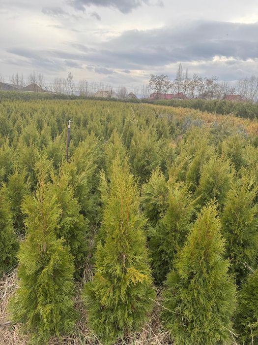 Vand tuia smarald  80 cm -180 cm engros