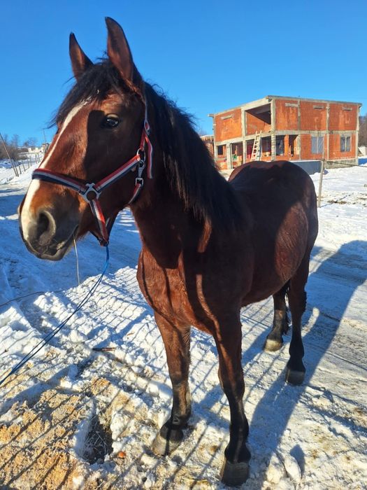 Mnza de vanzare de 2 ani